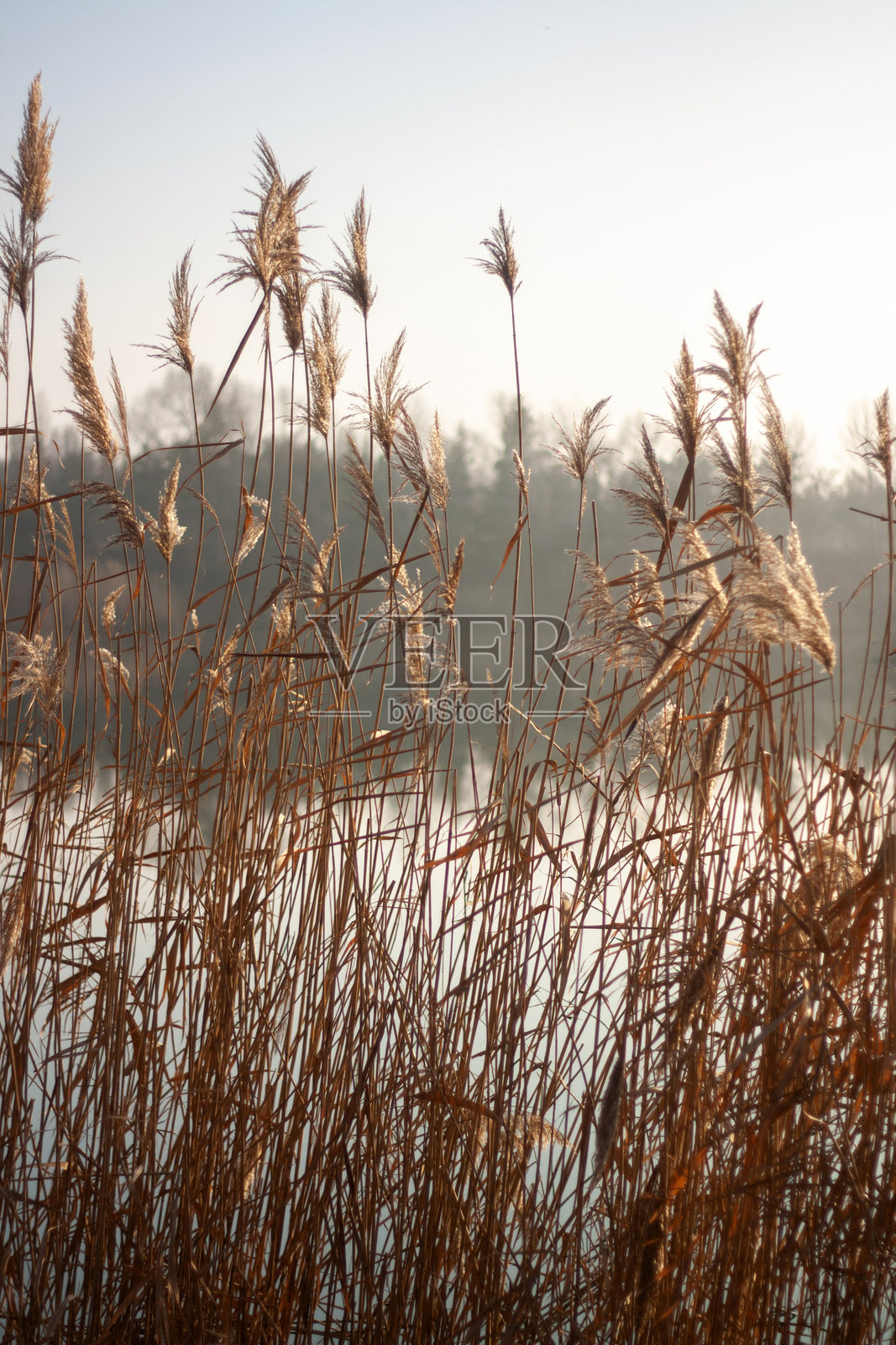 雾气弥漫的湖泊，背景中有芦苇。照片摄影图片