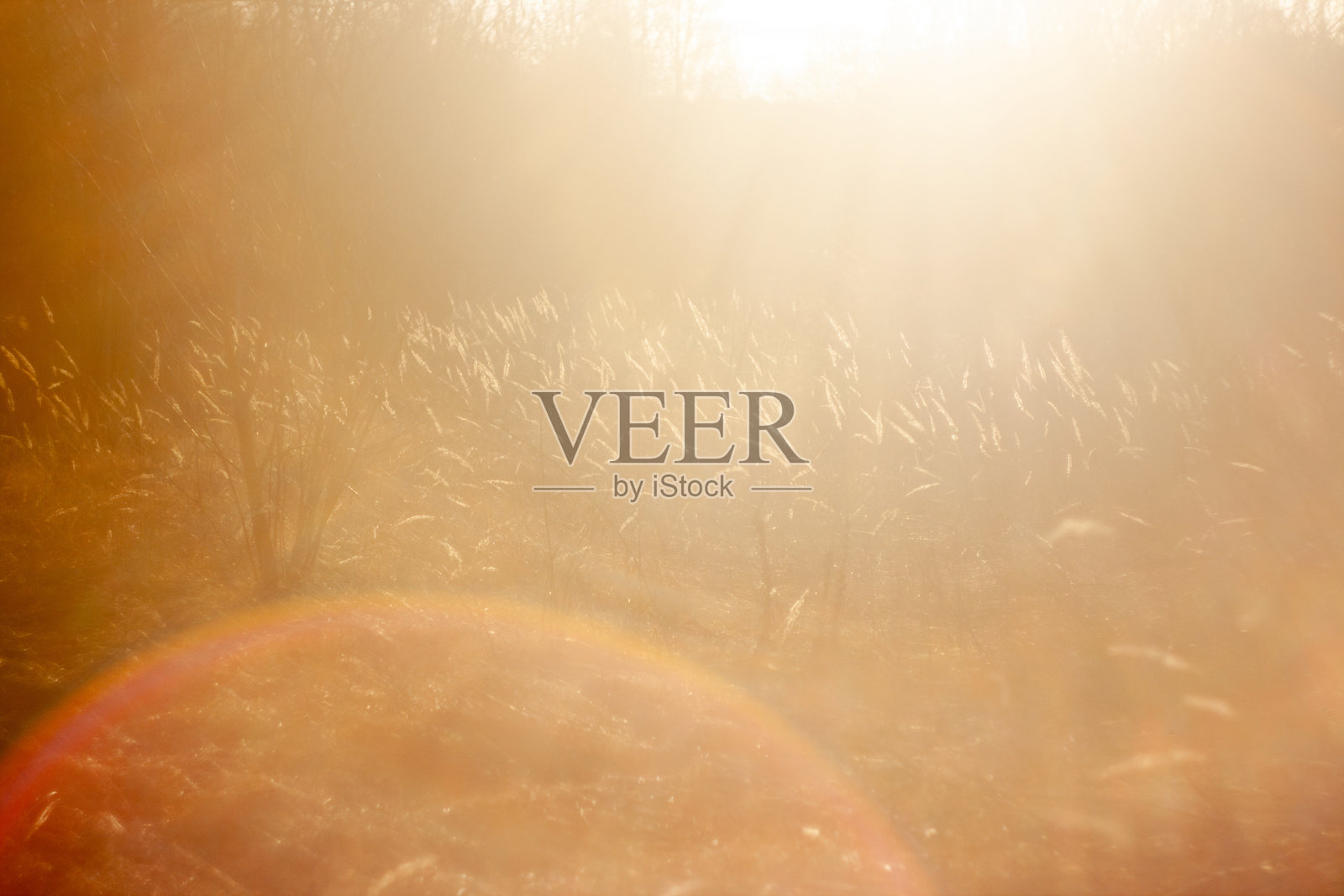 一片草地和杂草模糊背景的田野照片摄影图片