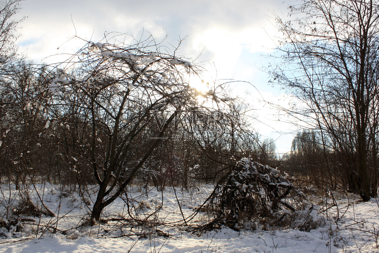 冬季被雪覆盖的树木照片摄影图片