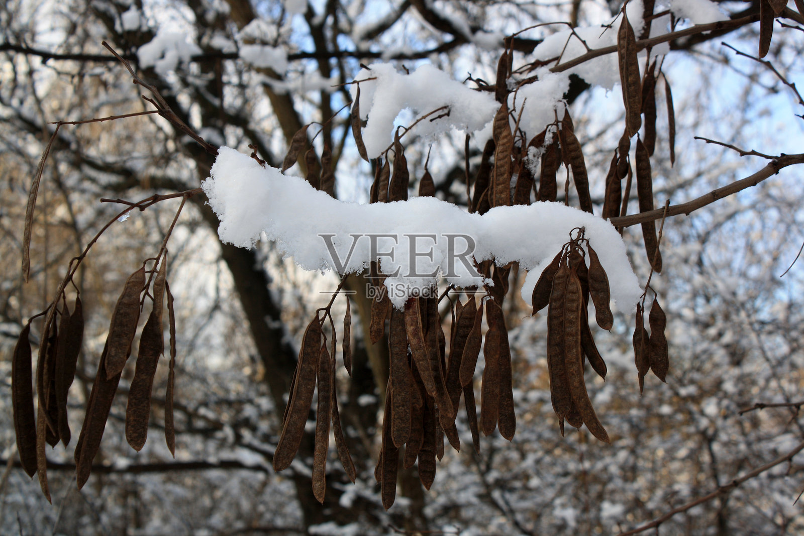 冬季被雪覆盖的树木照片摄影图片