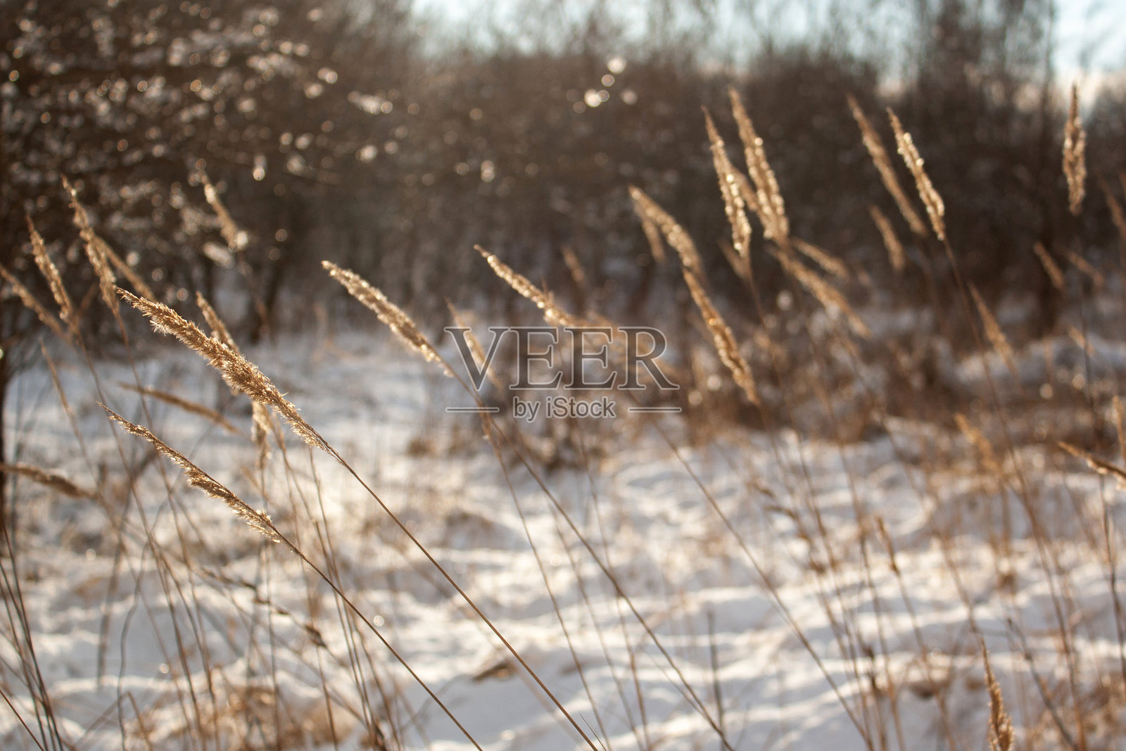 冬季被雪覆盖的树木照片摄影图片