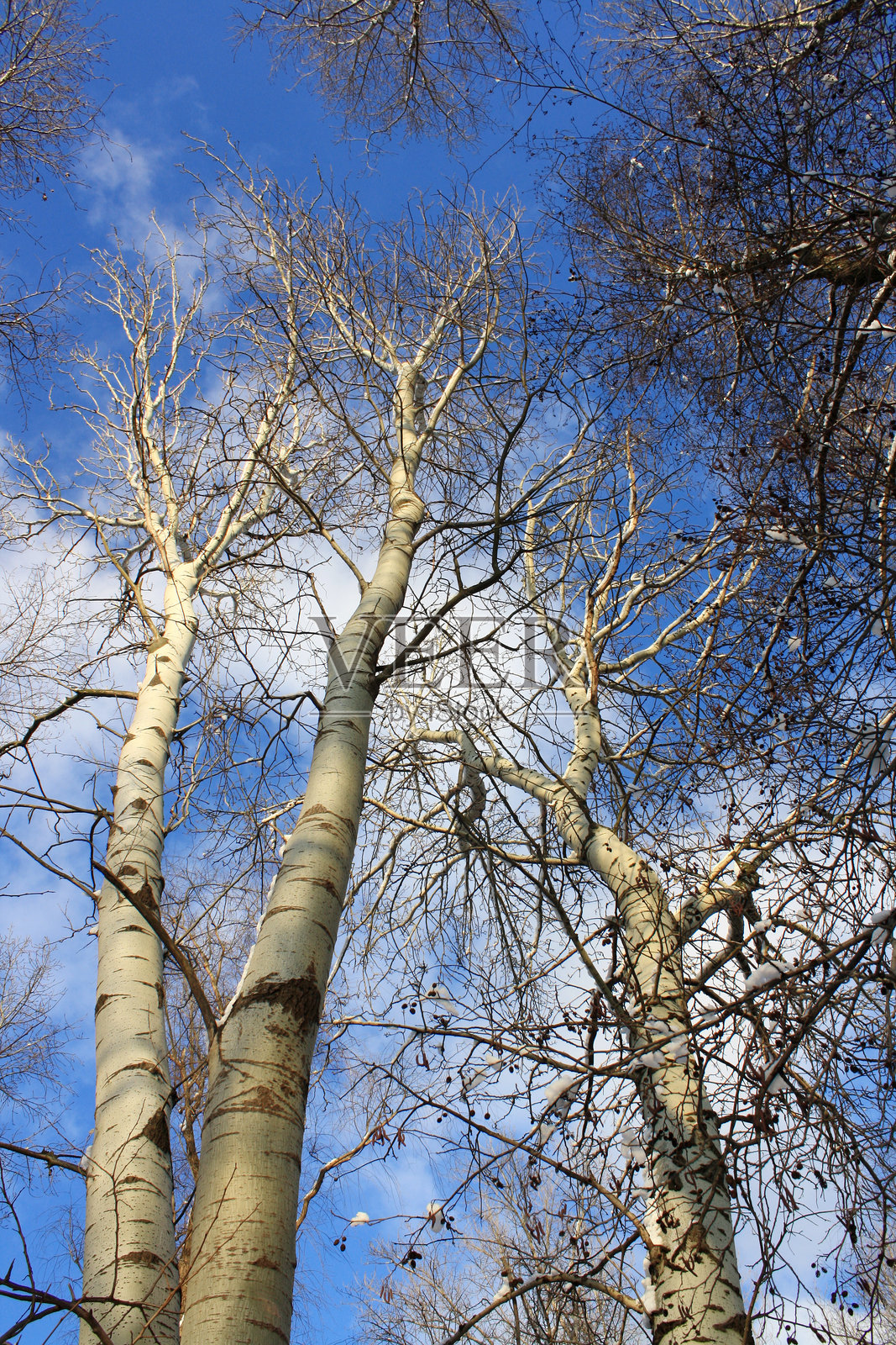 湖边的日落，背景有几棵树。照片摄影图片