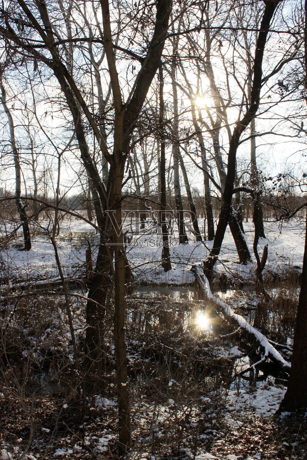 冬季被雪覆盖的树木照片摄影图片
