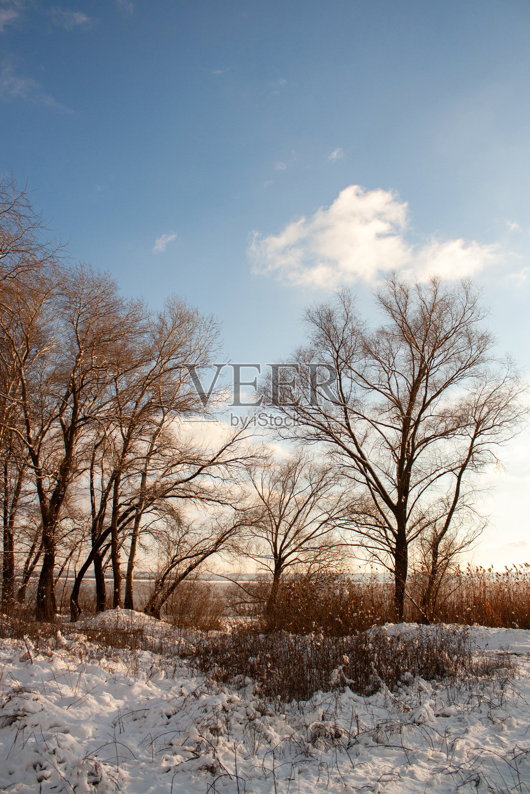 冬季被雪覆盖的树木照片摄影图片