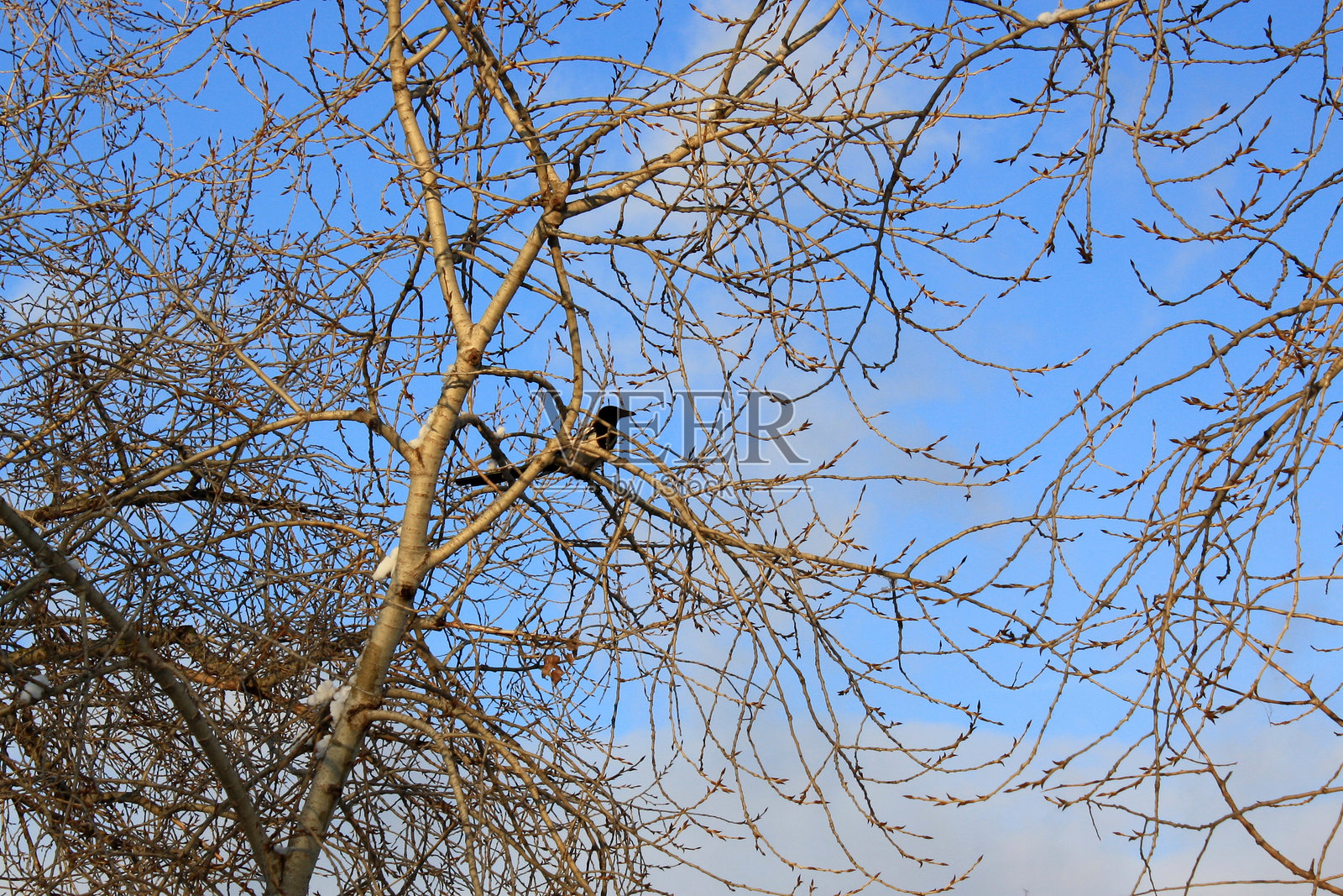 湖边的日落，背景有几棵树。照片摄影图片