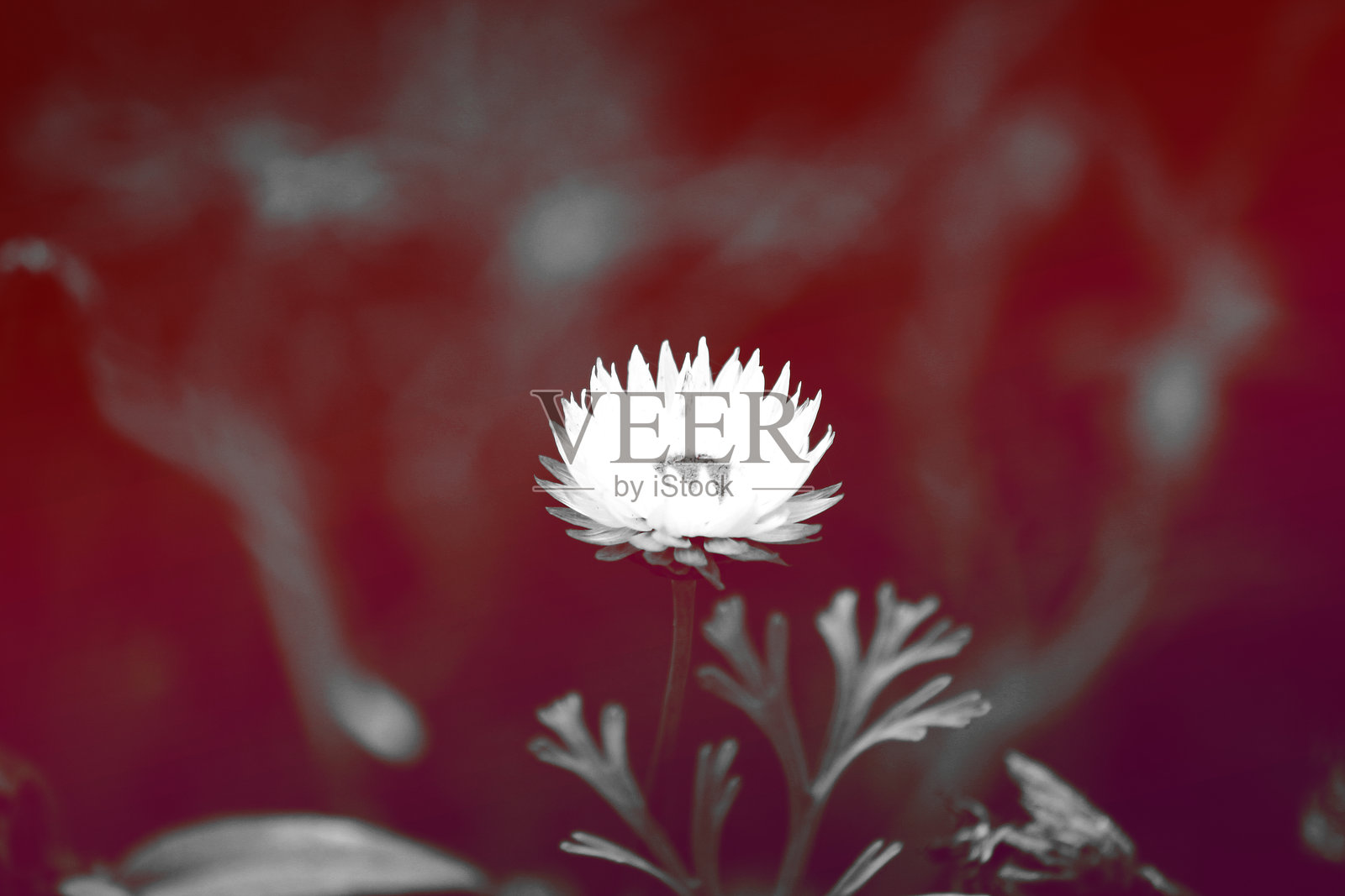 银白色银叶草照片摄影图片