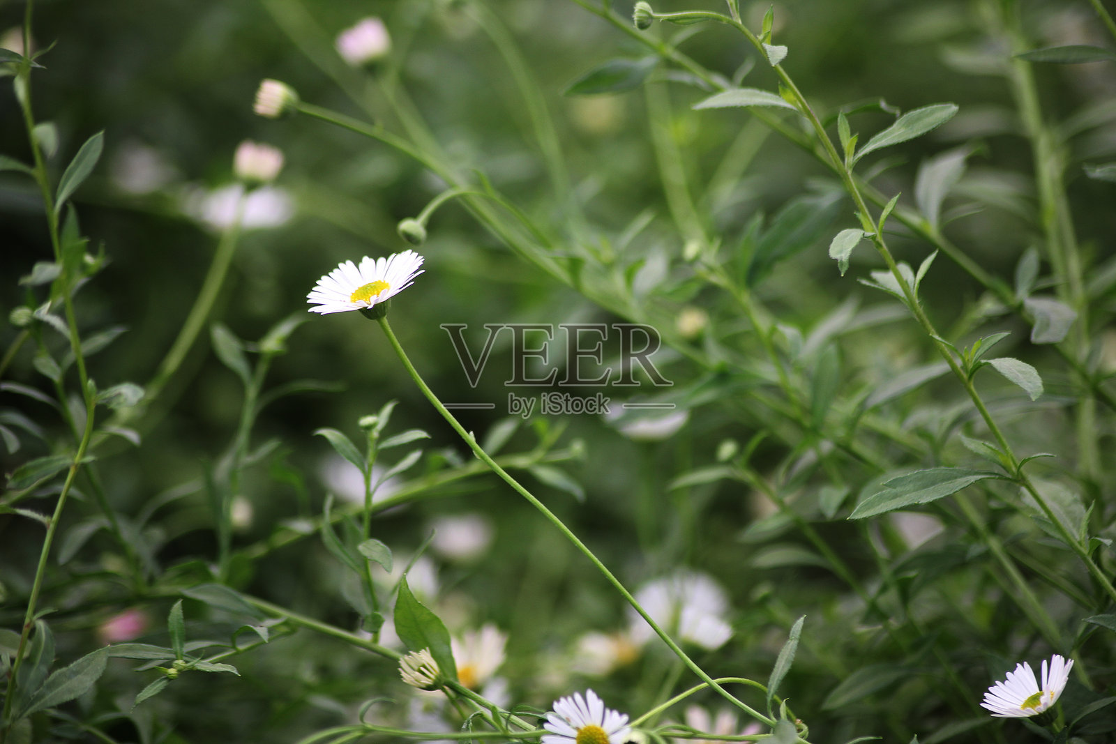 墨西哥飞蓬（Erigeron karvinskianus）照片摄影图片