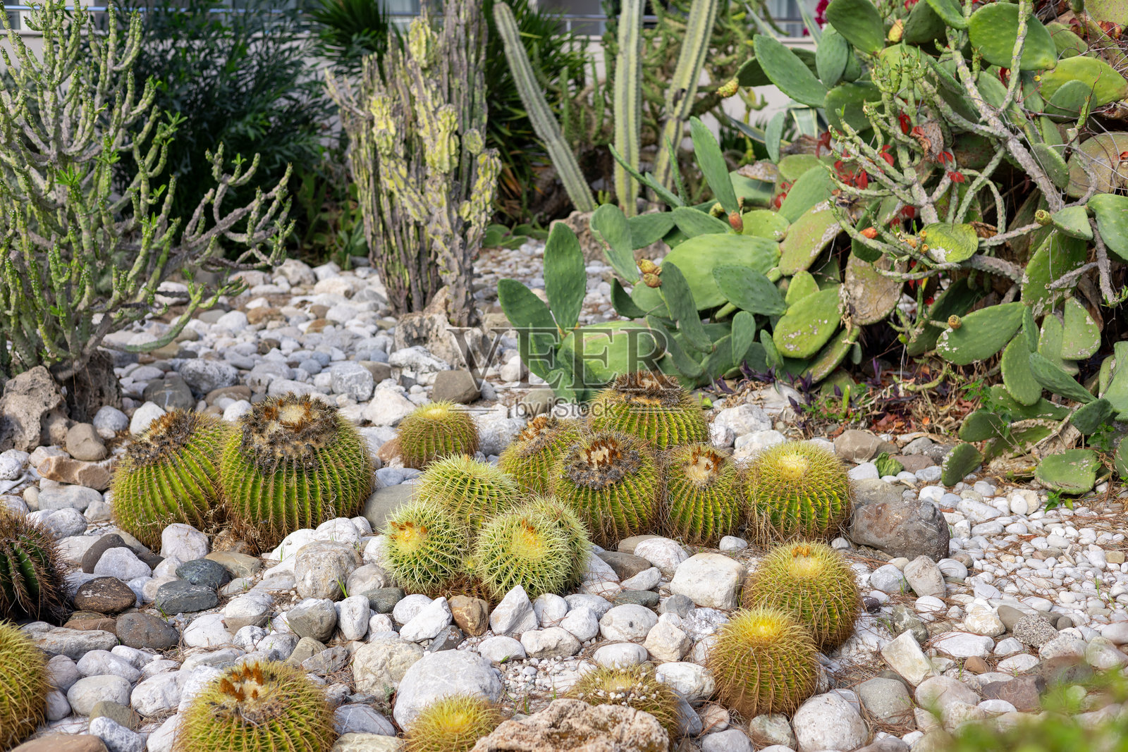 土耳其酒店环境中的美丽仙人掌花园展示了多样的植物生活照片摄影图片