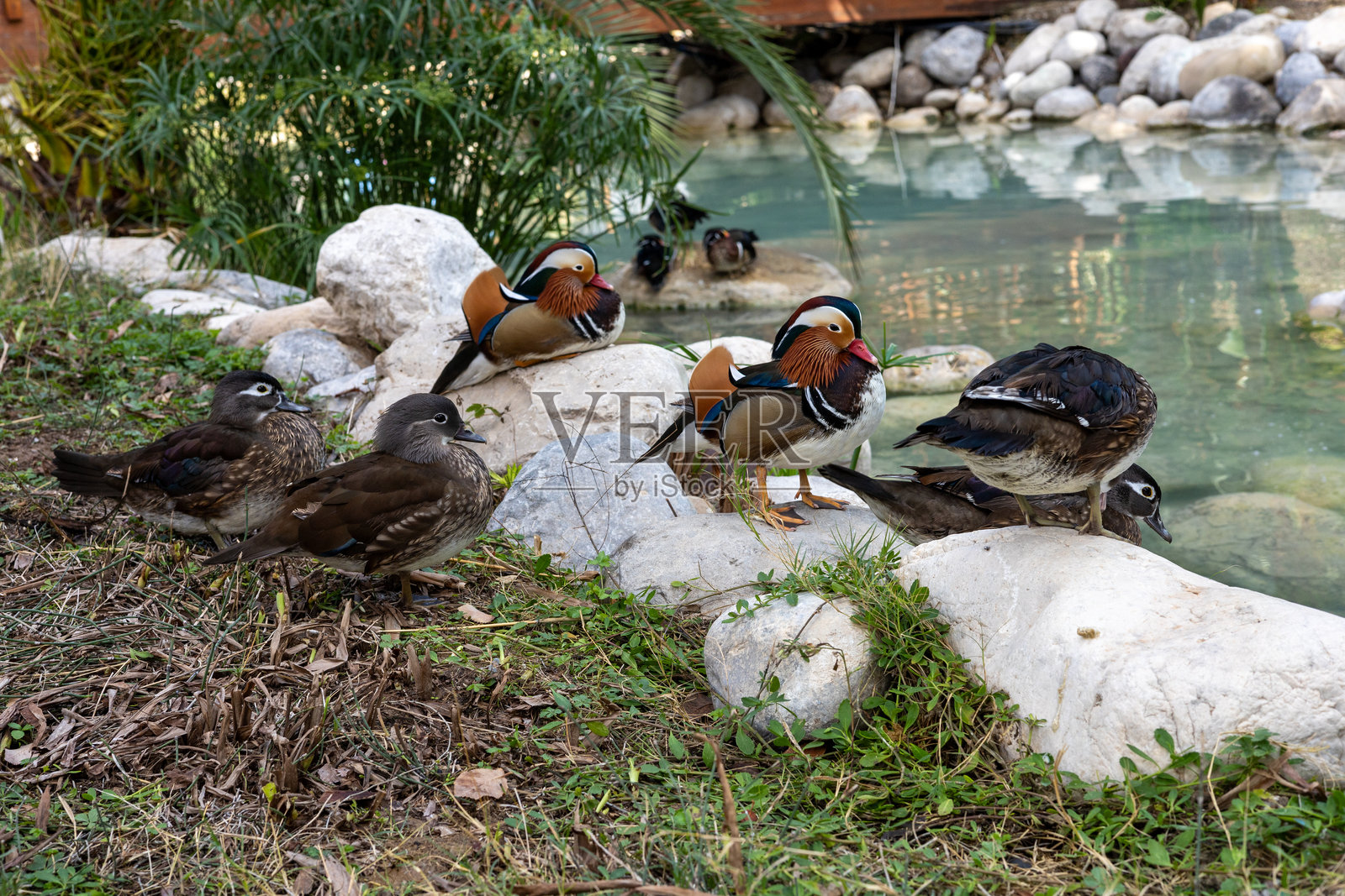 鸭子在土耳其酒店花园的池塘旁享受宁静时刻照片摄影图片