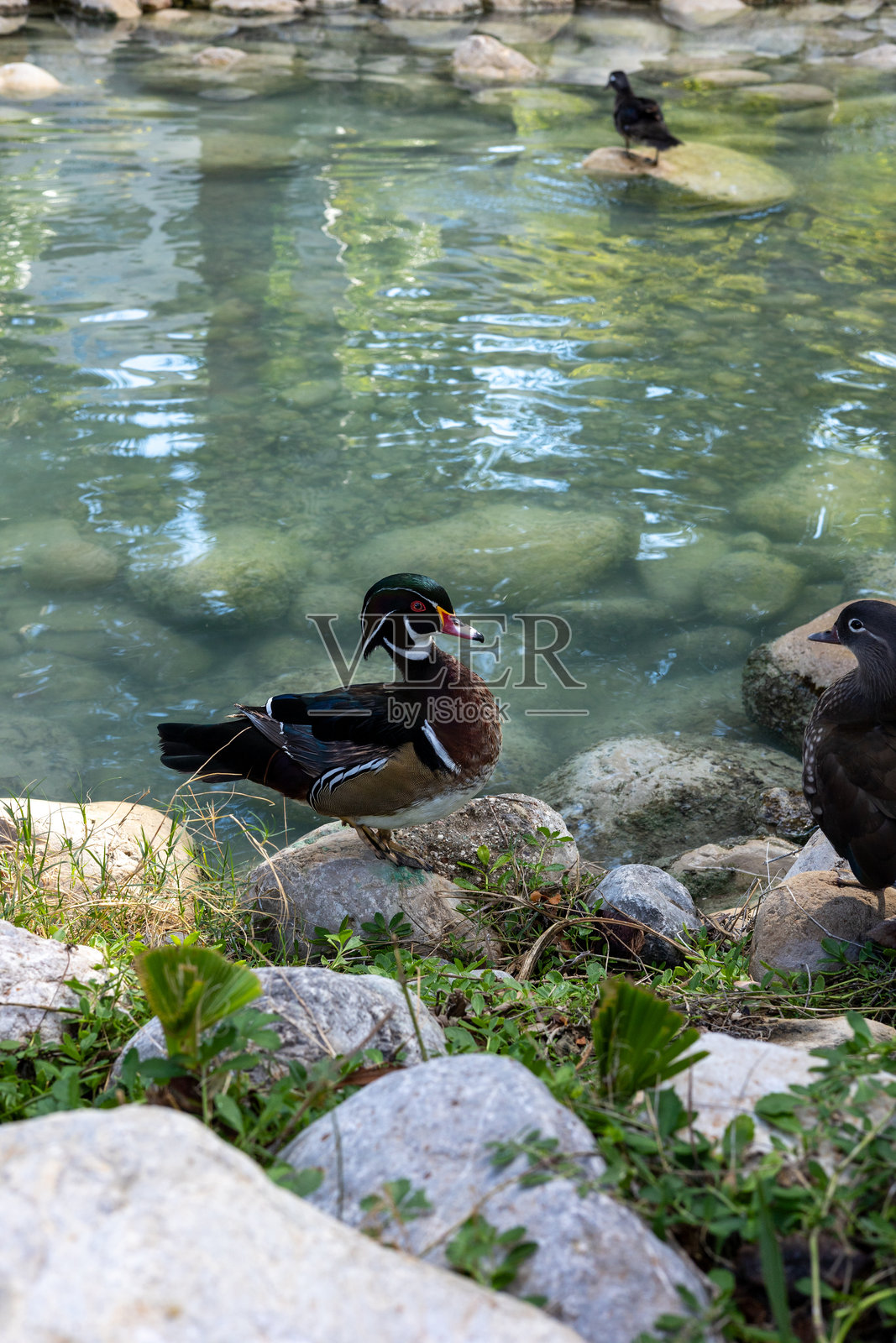 鸭子在土耳其酒店花园的池塘边享受宁静时刻照片摄影图片