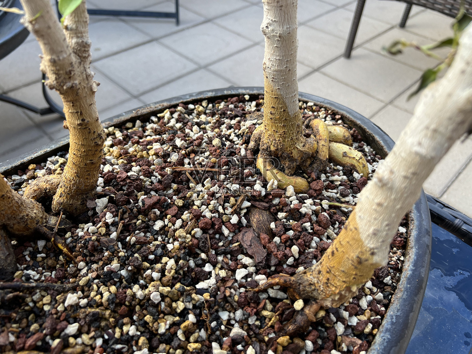 盆景树根照片摄影图片