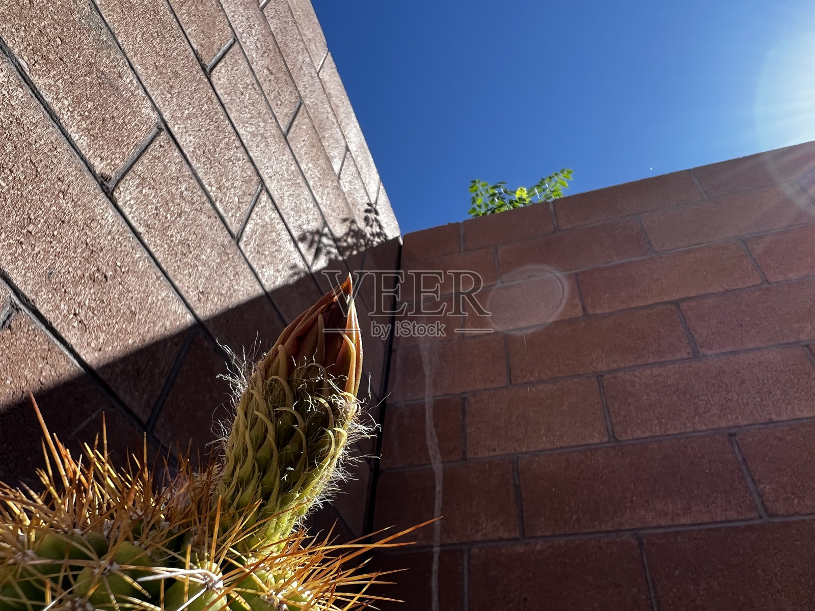 仙人掌花蕾与砖墙相映照片摄影图片