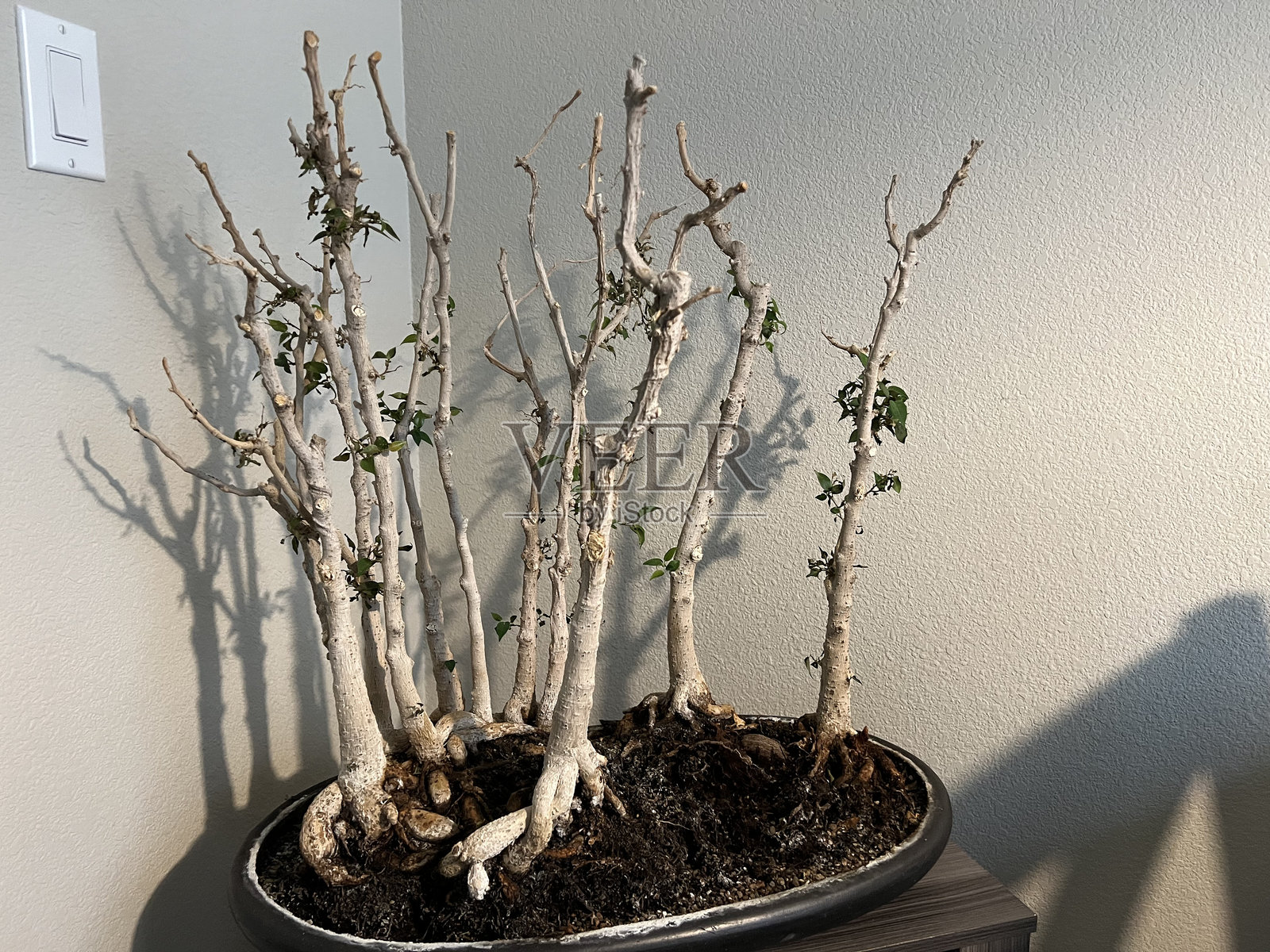 新生长的盆栽树照片摄影图片