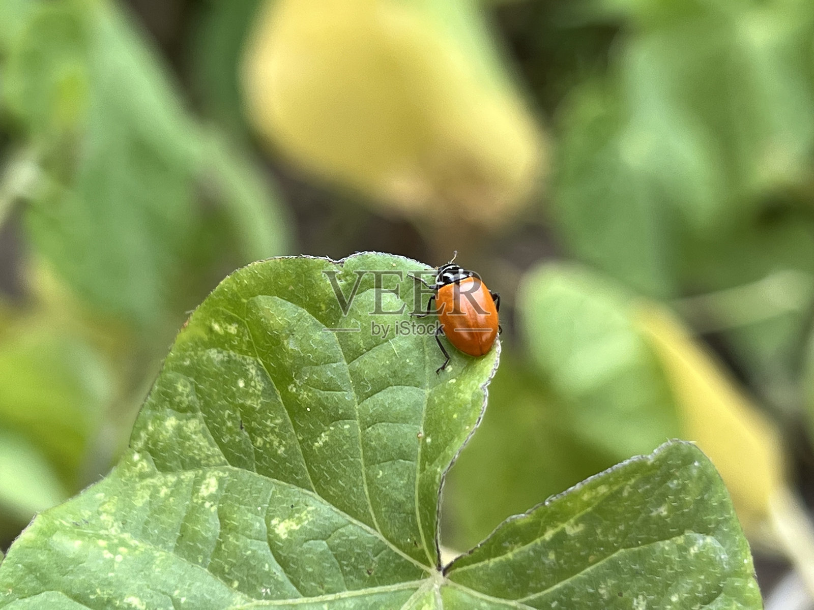 叶子上的瓢虫照片摄影图片