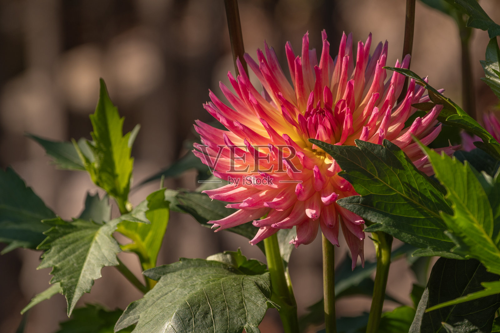 公共花园中盛开的粉色大丽花。大丽花特写。照片摄影图片