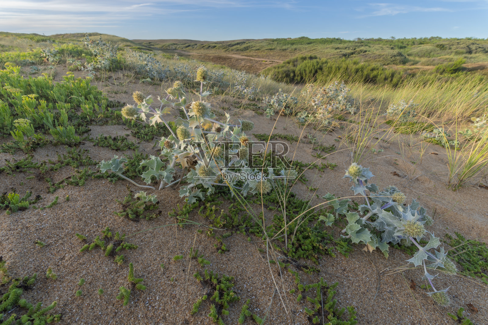 海岸沙丘植被，海洋蓝蓟。照片摄影图片