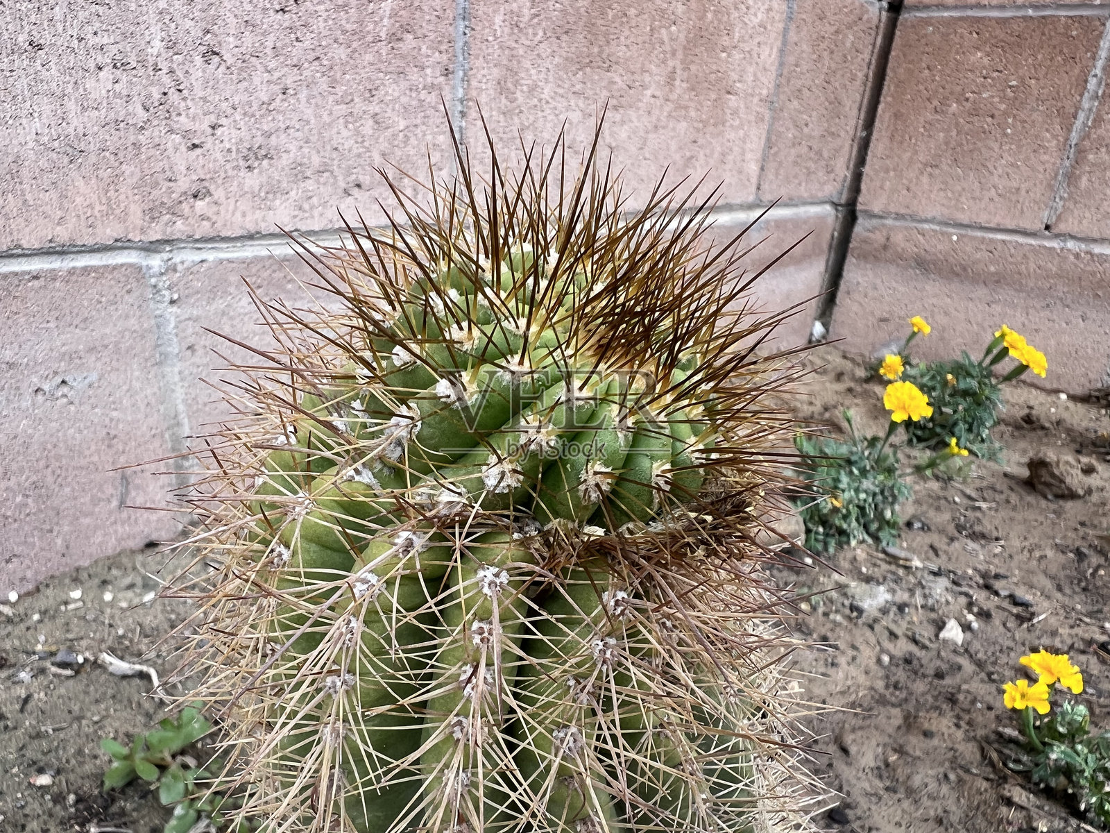 带有黄色花朵的刺状仙人掌照片摄影图片