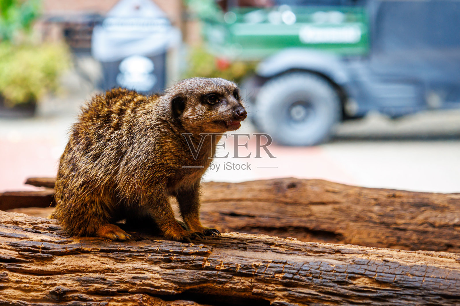 匹兹堡动物园的狐獴（Suricata suricatta）照片摄影图片