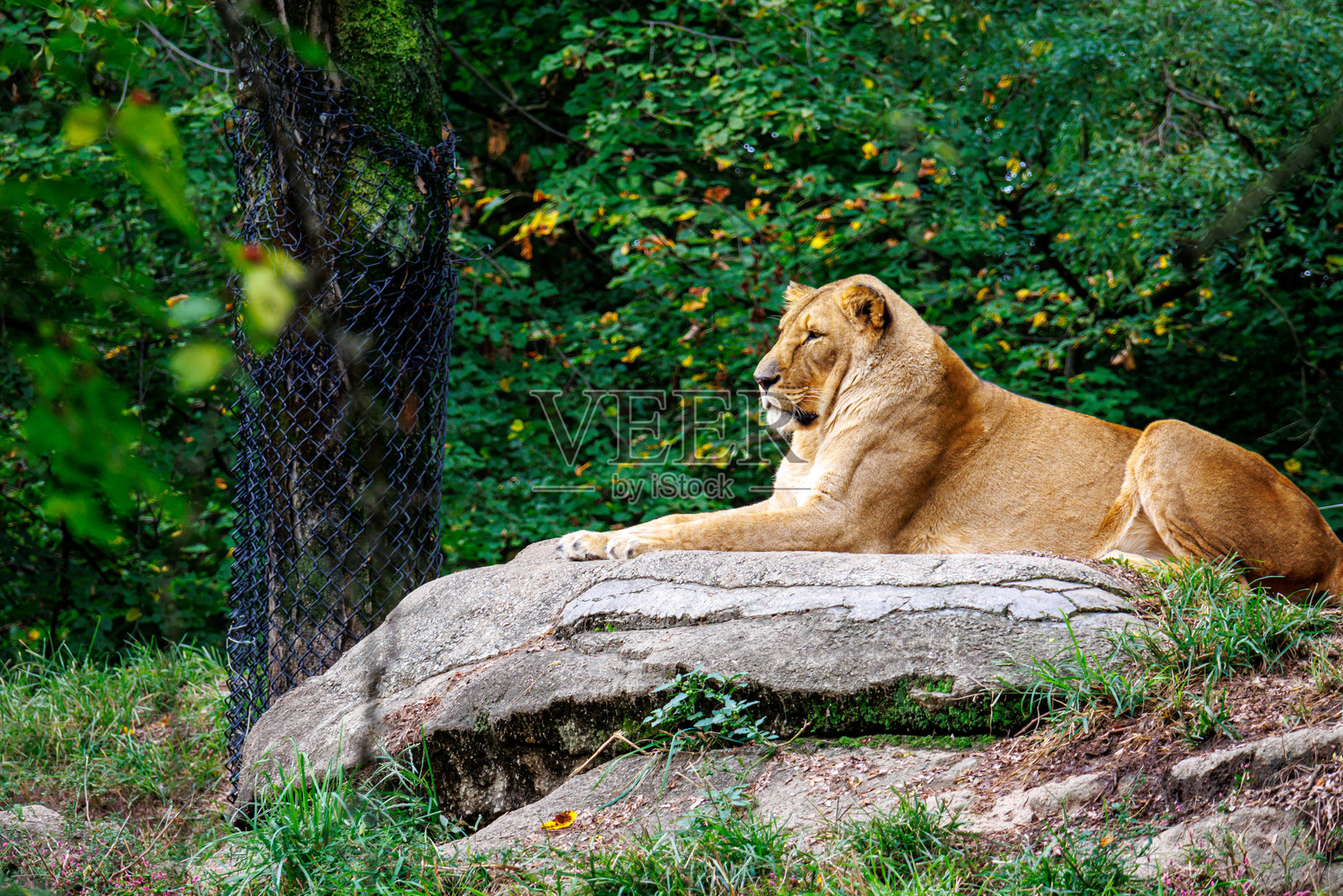 匹兹堡动物园的亚洲狮（Panthera leo persica）照片摄影图片