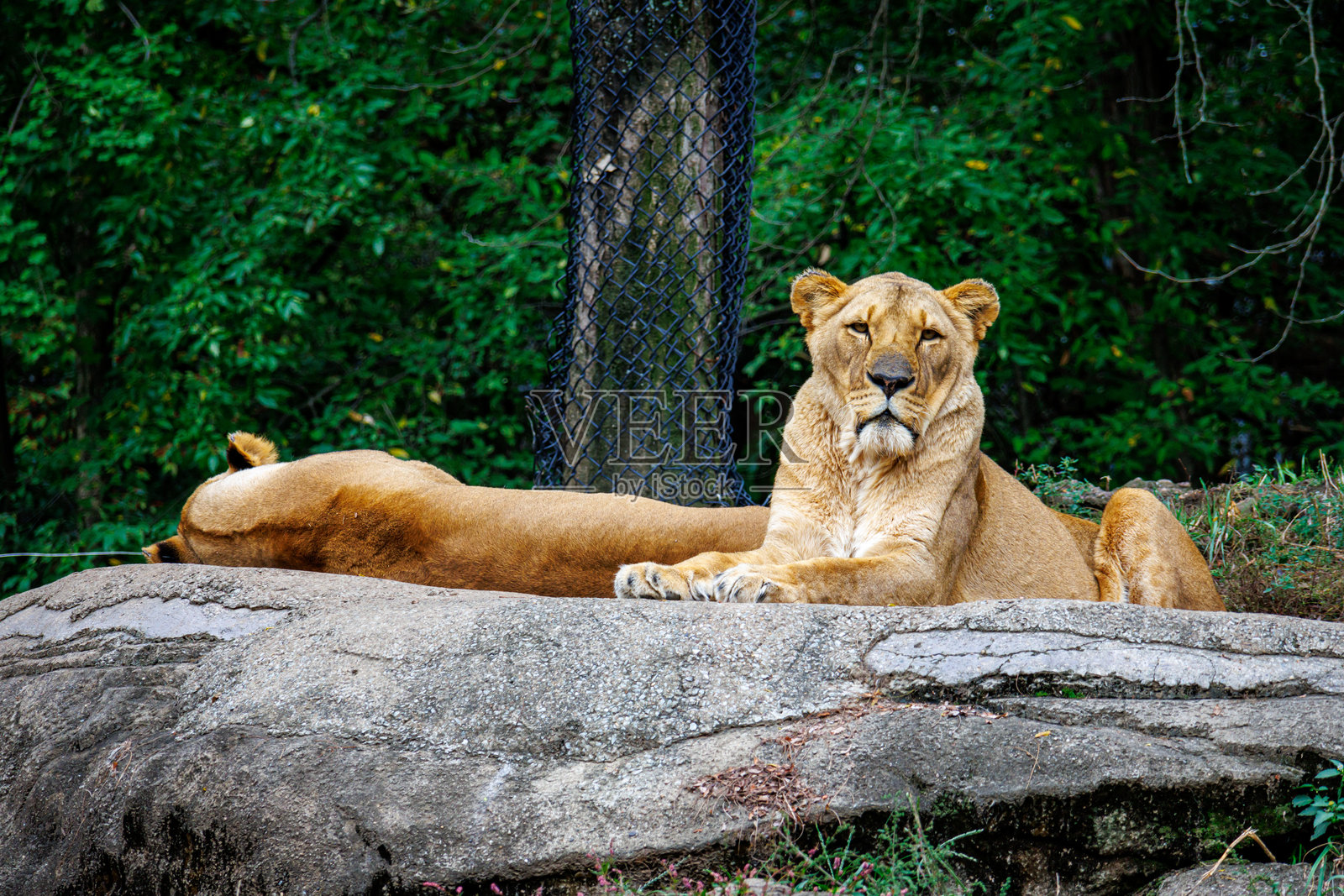 匹兹堡动物园的亚洲狮（Panthera leo persica）照片摄影图片