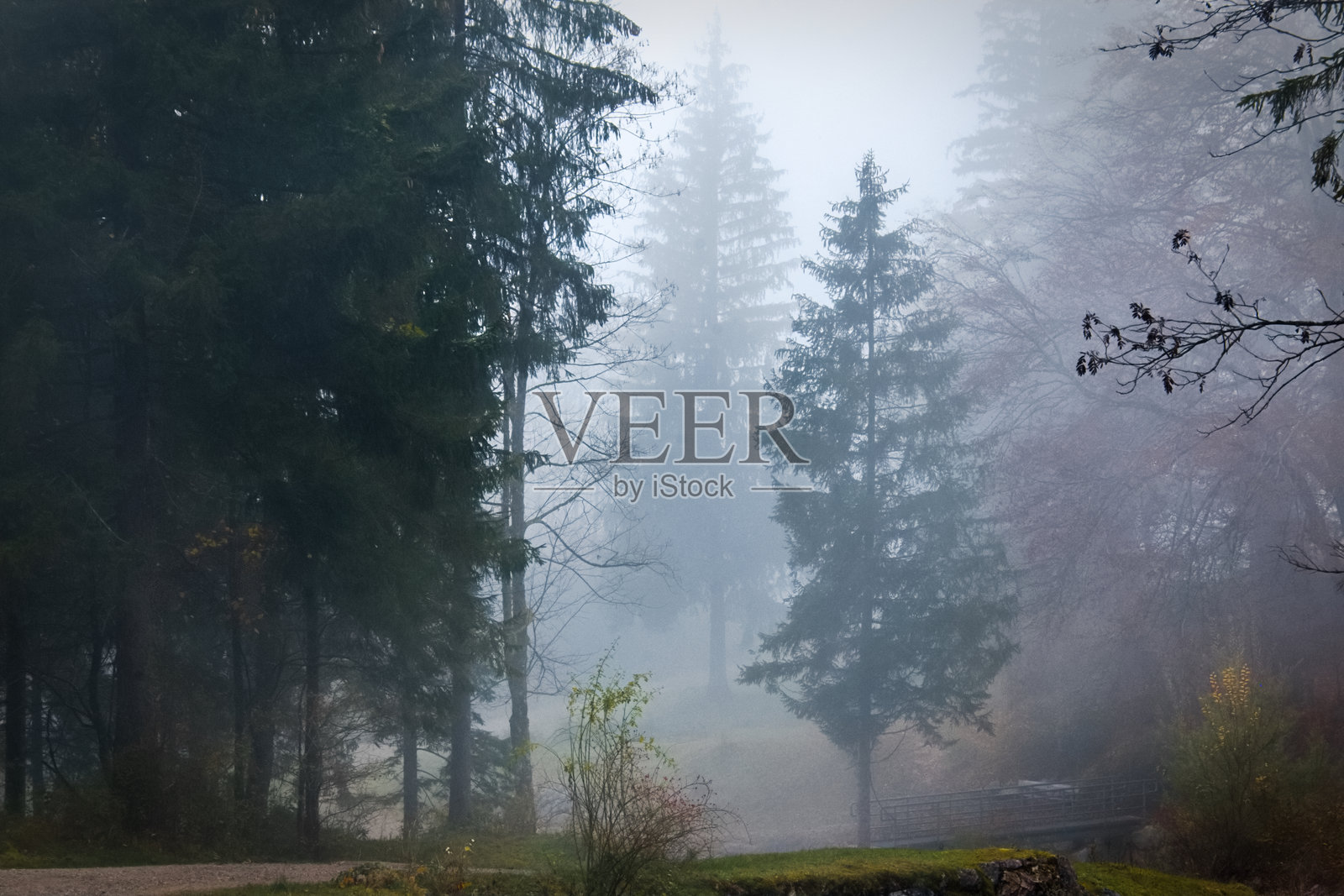 阿尔卑斯山脚下的森林中一个傍晚的秋季雾气照片摄影图片