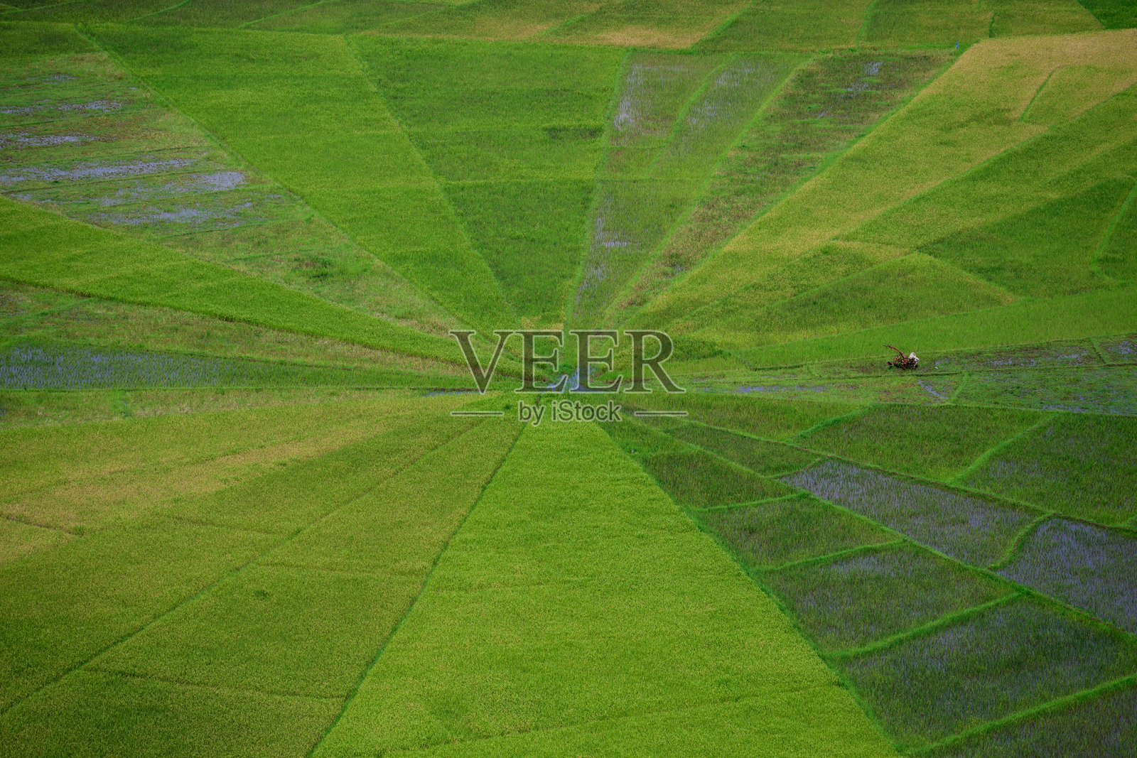 弗洛雷斯的灵克蜘蛛网稻田照片摄影图片