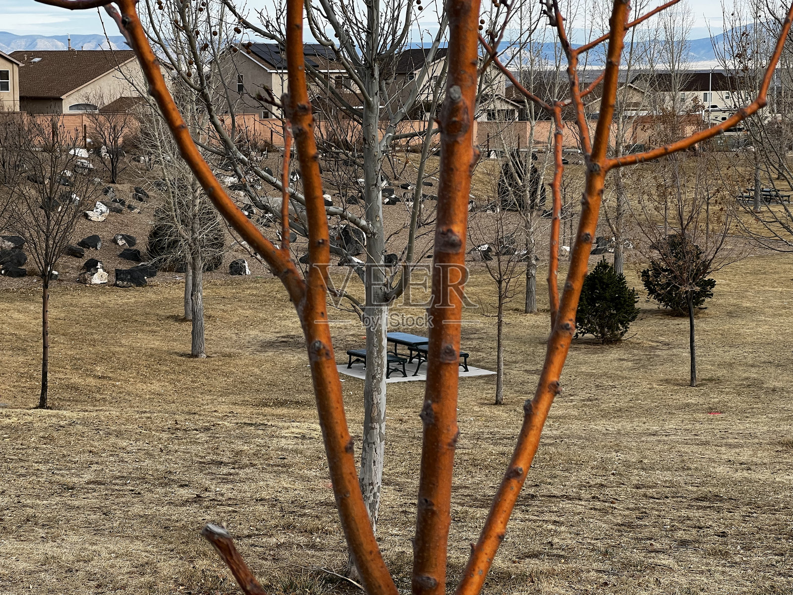 光秃的树木，橙色树皮照片摄影图片