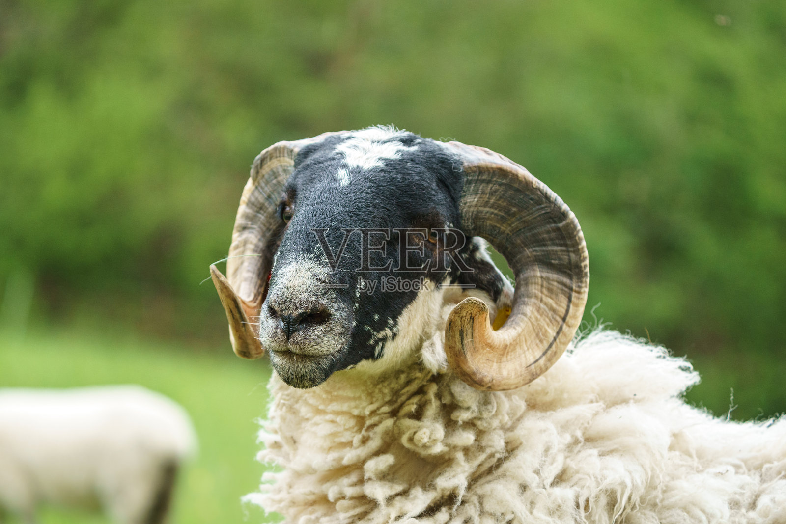 苏格兰黑脸羊照片摄影图片