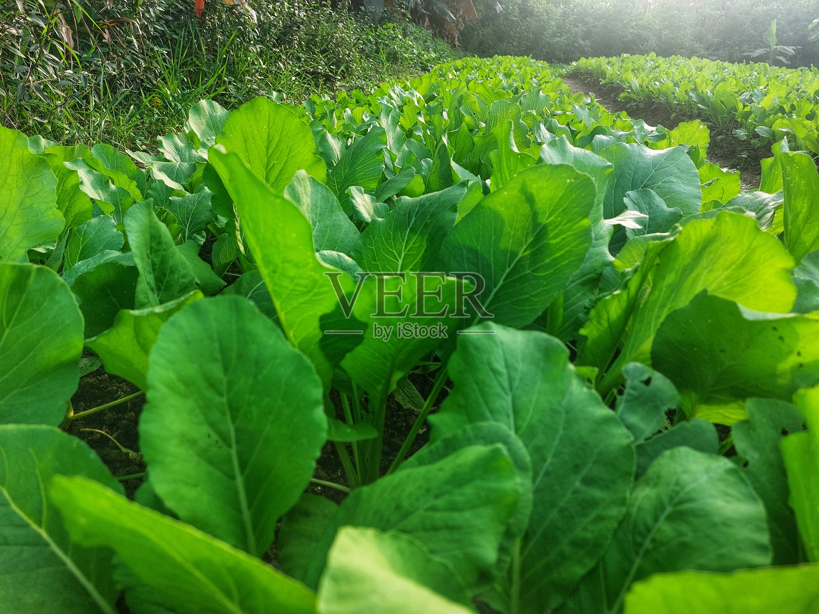 新鲜的芥菜照片摄影图片