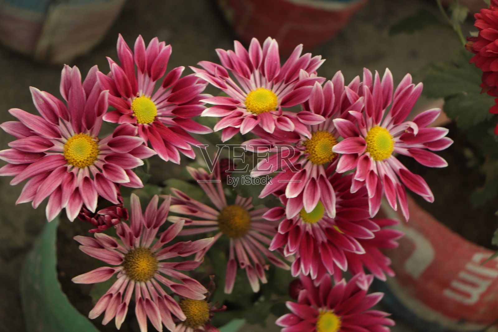 冬季盛开的新鲜菊花照片摄影图片