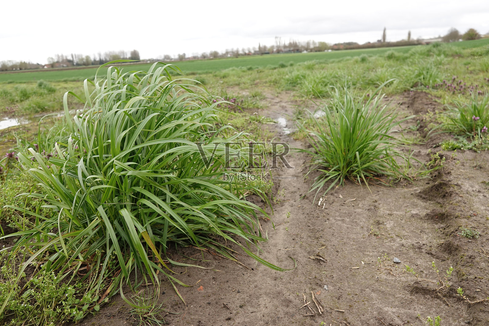 特写镜头展示了Schedonorus或Lolium arundinaceum，生长在废弃草原上的高羊茅草。照片摄影图片