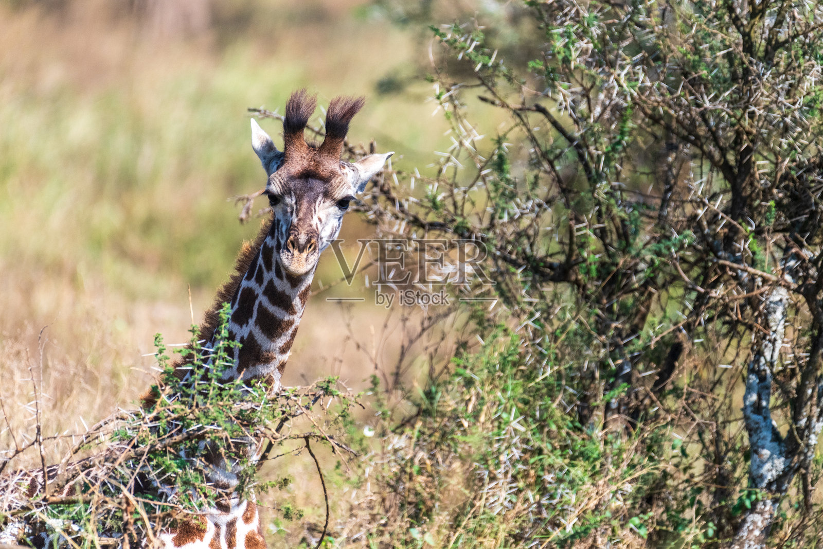 塞伦盖蒂的马赛长颈鹿照片摄影图片