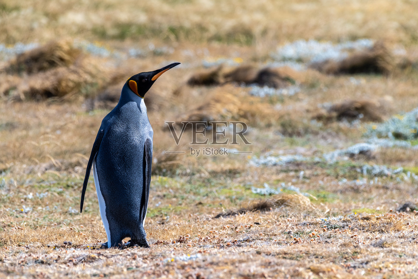 火地岛上的国王企鹅群落照片摄影图片