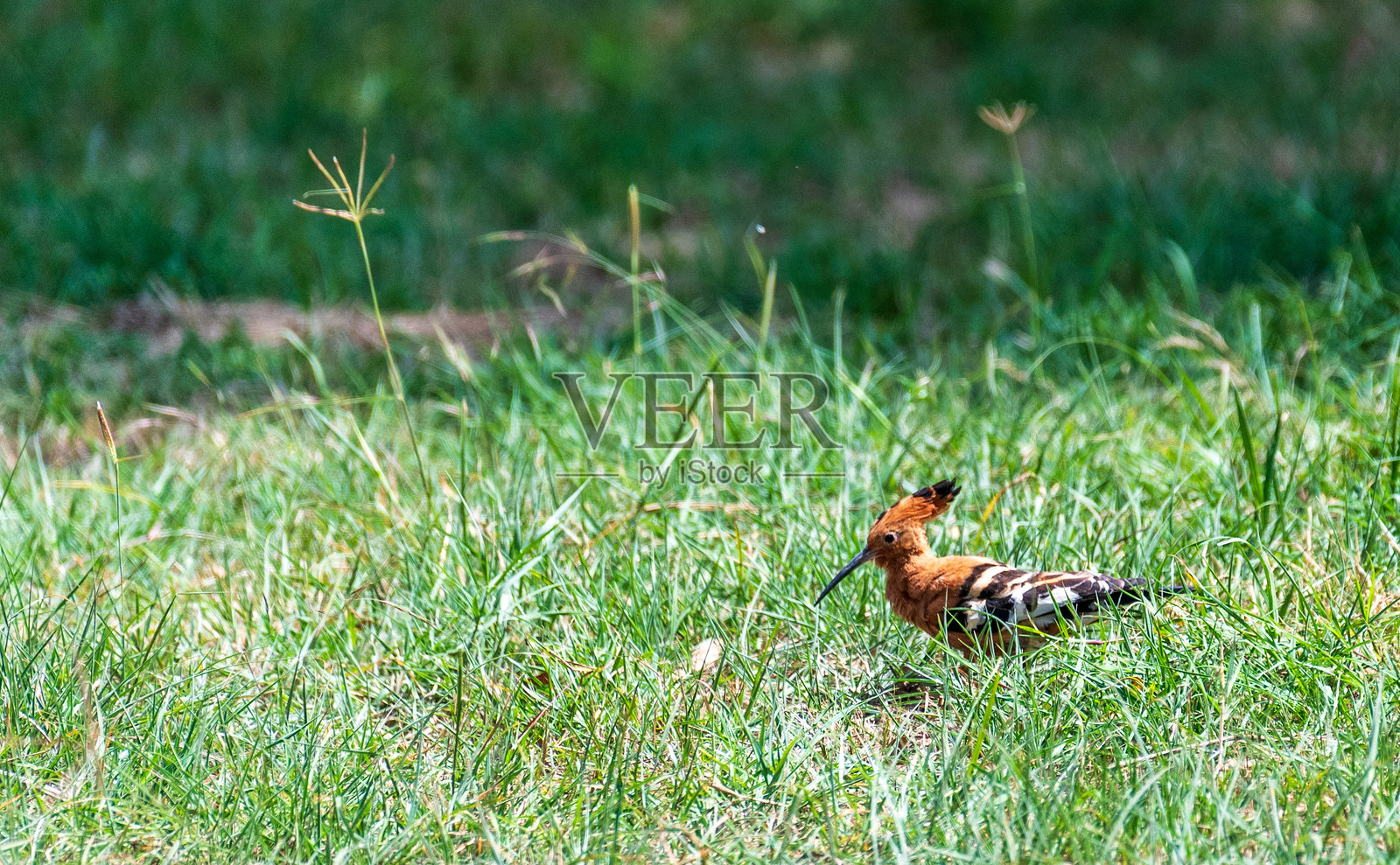 肯尼亚的欧亚戴胜鸟照片摄影图片
