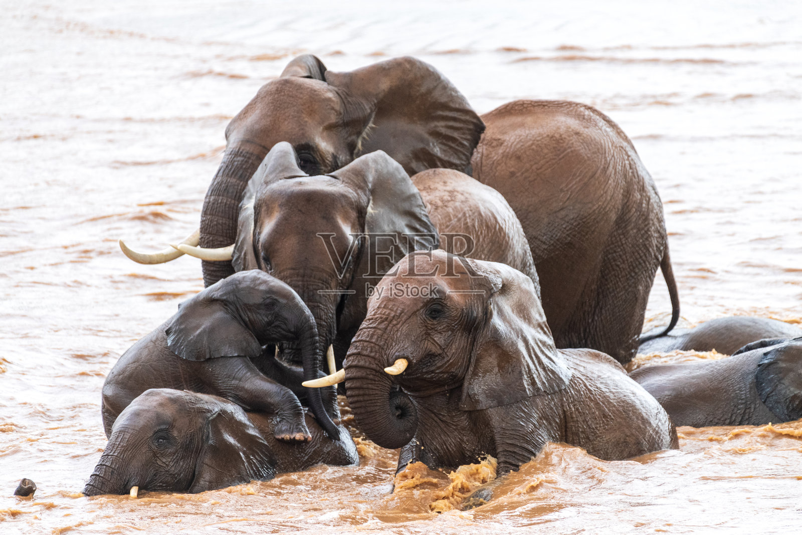 桑布鲁国家保护区的非洲象照片摄影图片