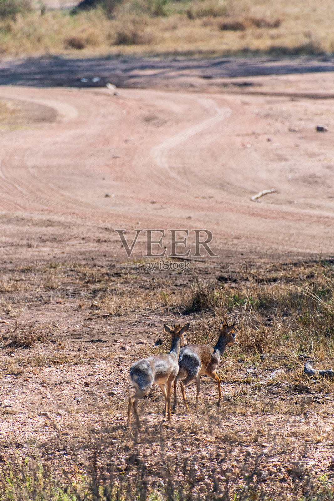 狄克狄克的特写镜头照片摄影图片