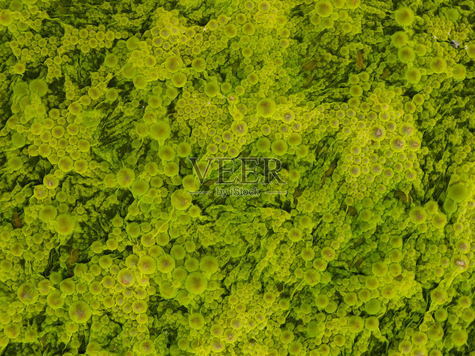 白天郁郁葱葱的微生物景观。照片摄影图片