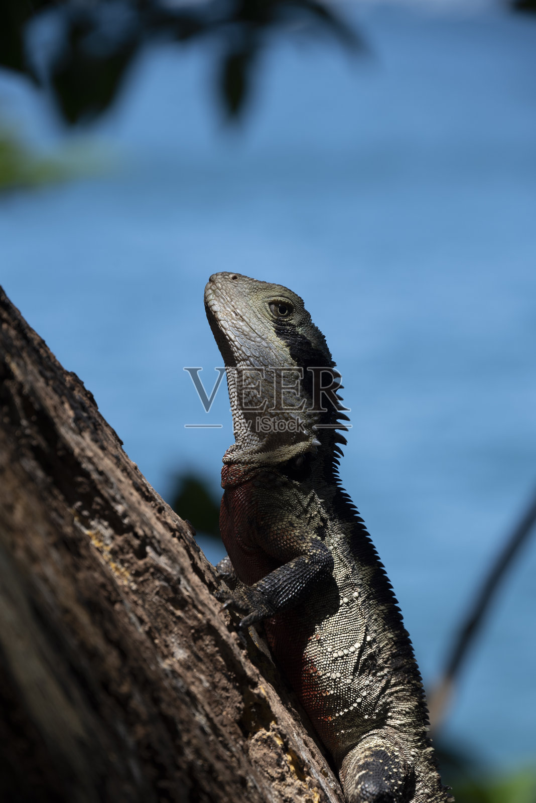 东方水龙照片摄影图片