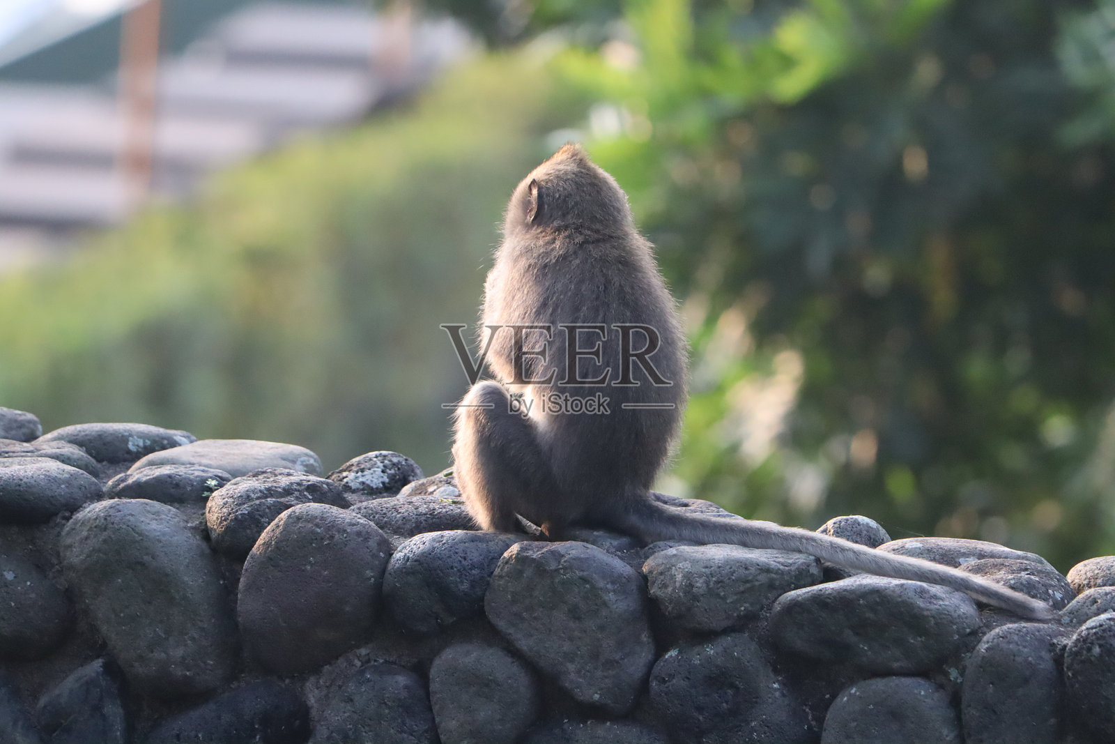 巴厘岛照片摄影图片
