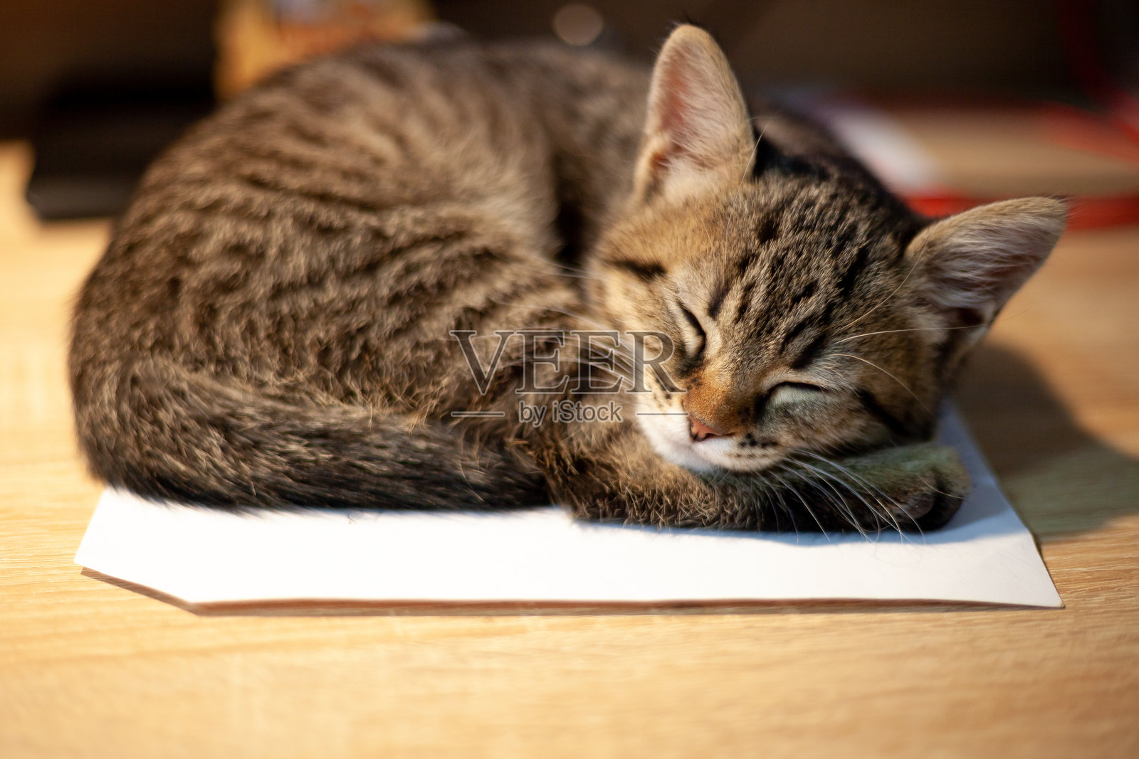 小猫在睡觉照片摄影图片