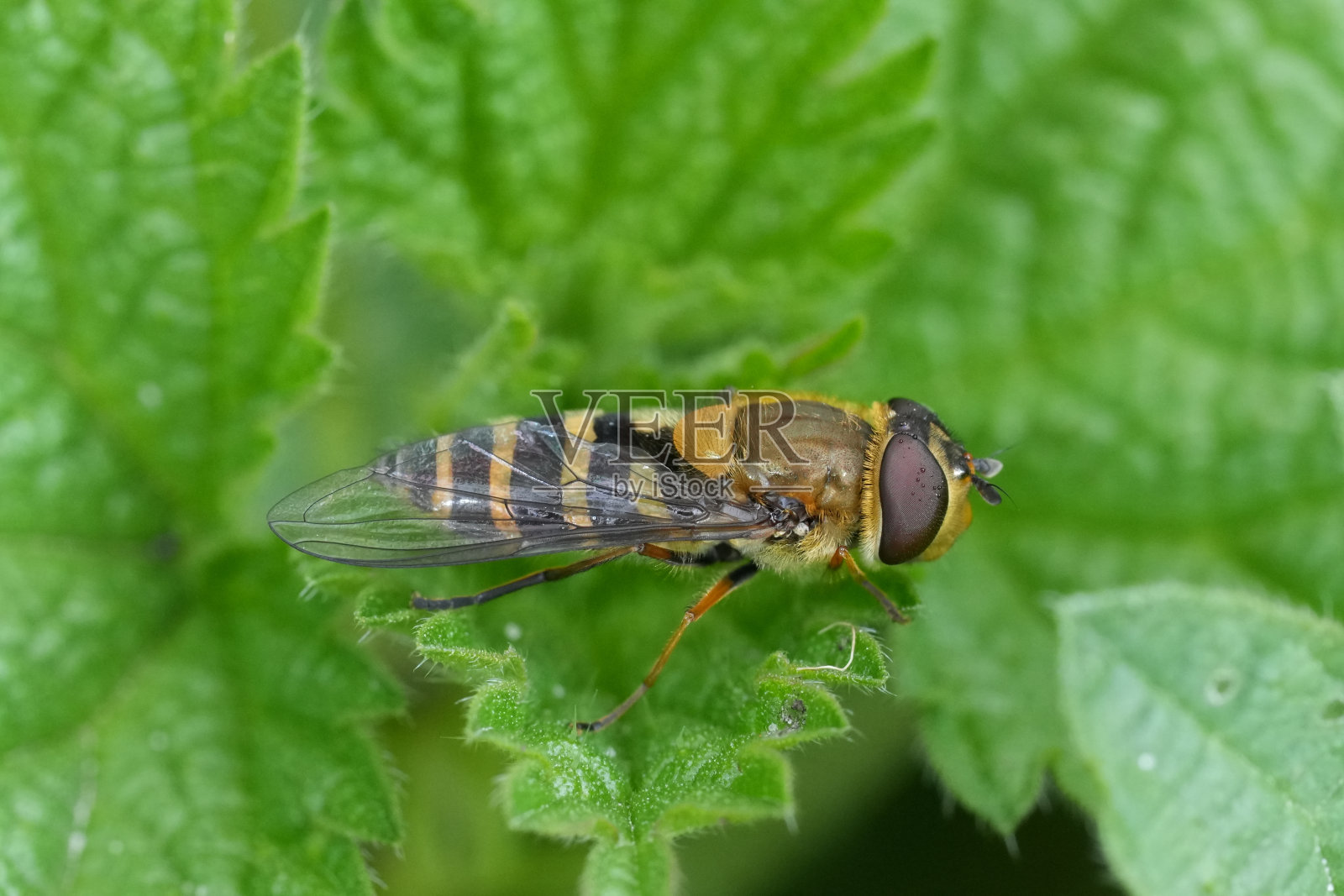 特写镜头：毛眼花蝇（Syrphus torvus）停在绿色叶子上照片摄影图片