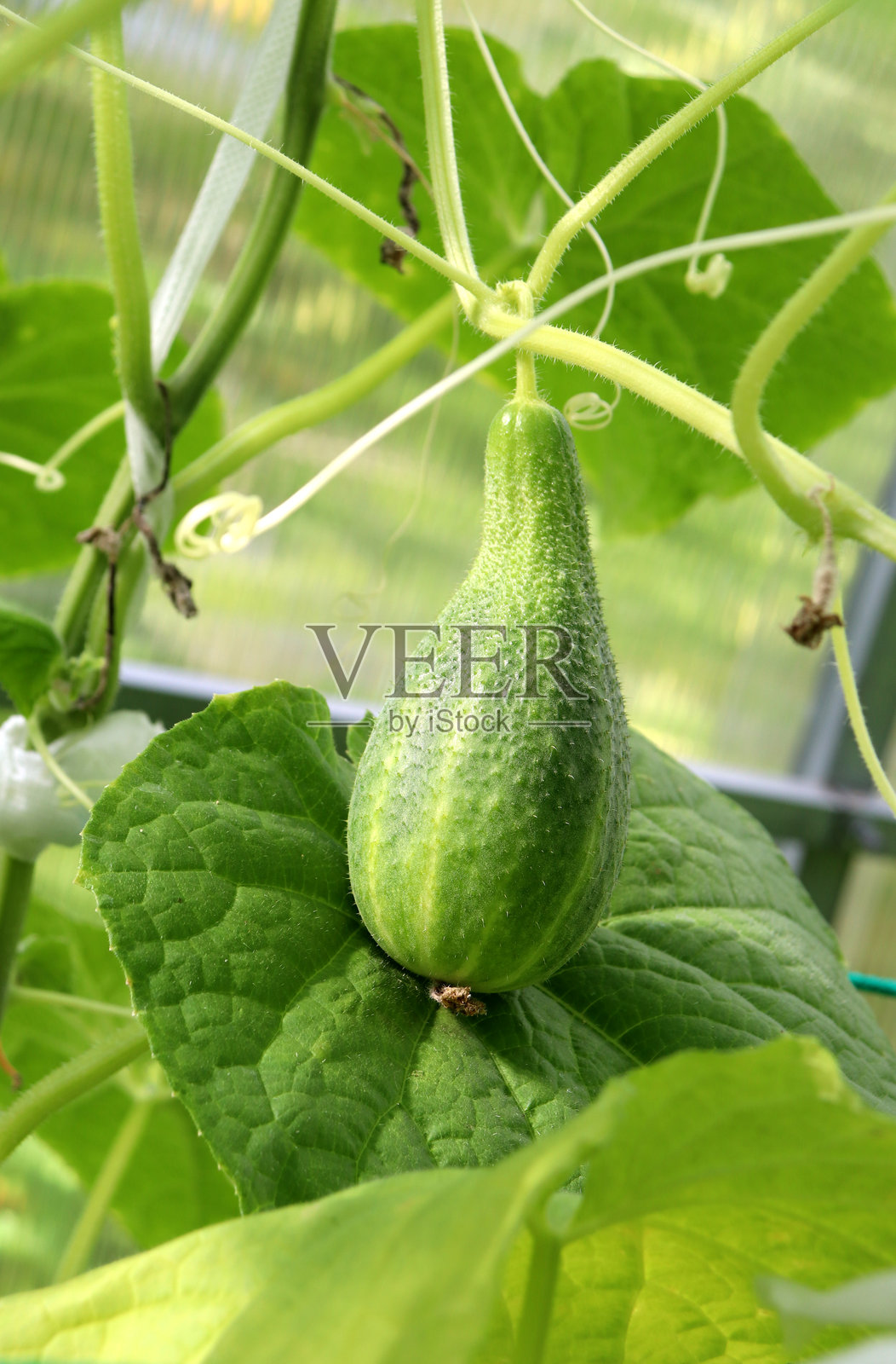 温室里一片叶子上的大痘痘梨形黄瓜照片摄影图片