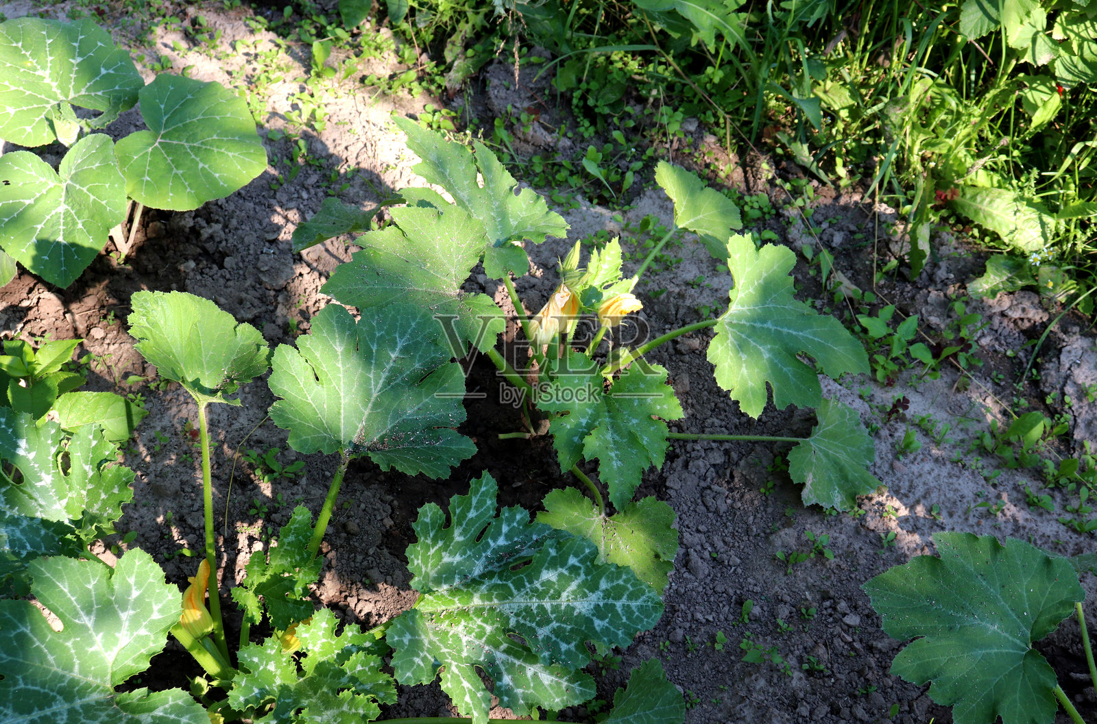 开花的西葫芦植物照片摄影图片