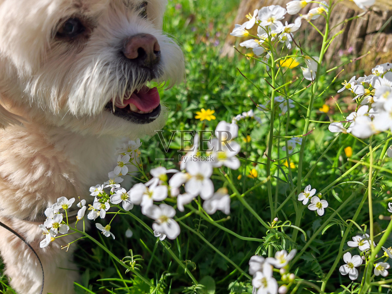快乐的狗在阳光明媚的日子里探索满是野花的花园照片摄影图片