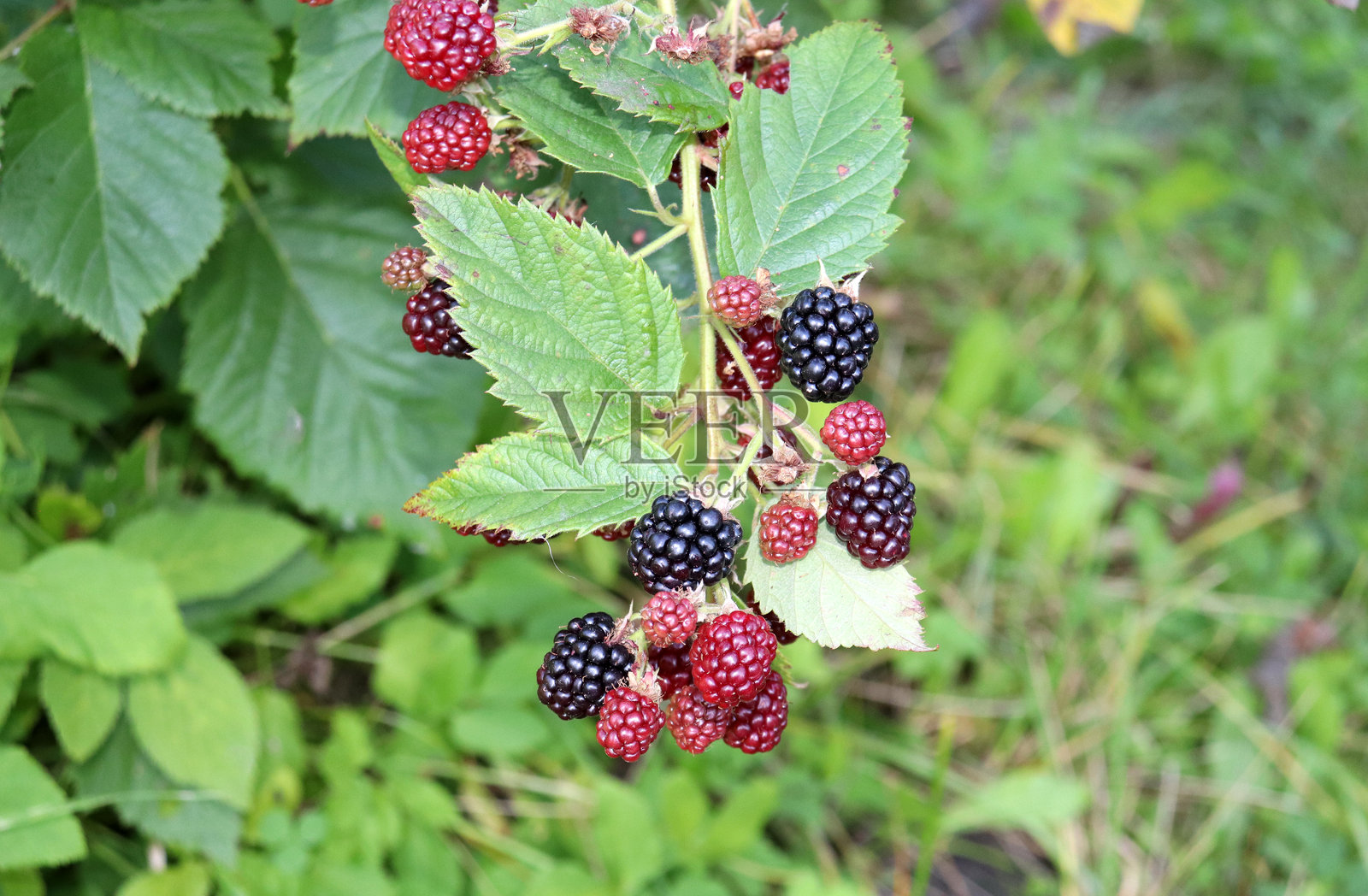 花园中枝头上成熟的红黑莓和黑黑莓照片摄影图片