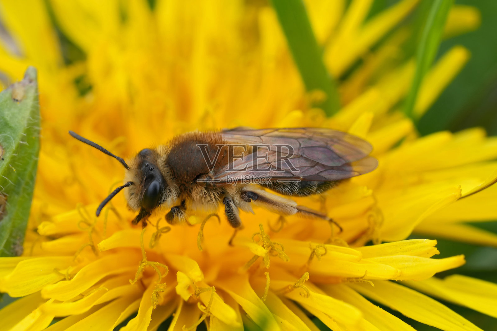 特写镜头：一只雌性温和矿工蜜蜂（Andrena mitis）在黄色蒲公英上采蜜照片摄影图片