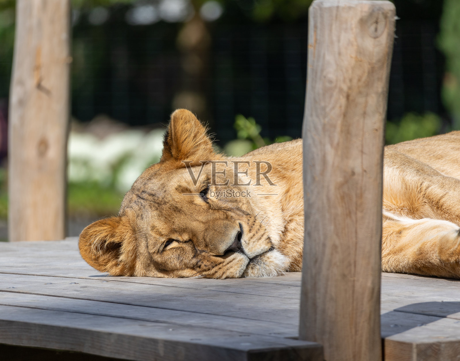 安静的时刻：狮子在它的围栏里睡觉照片摄影图片
