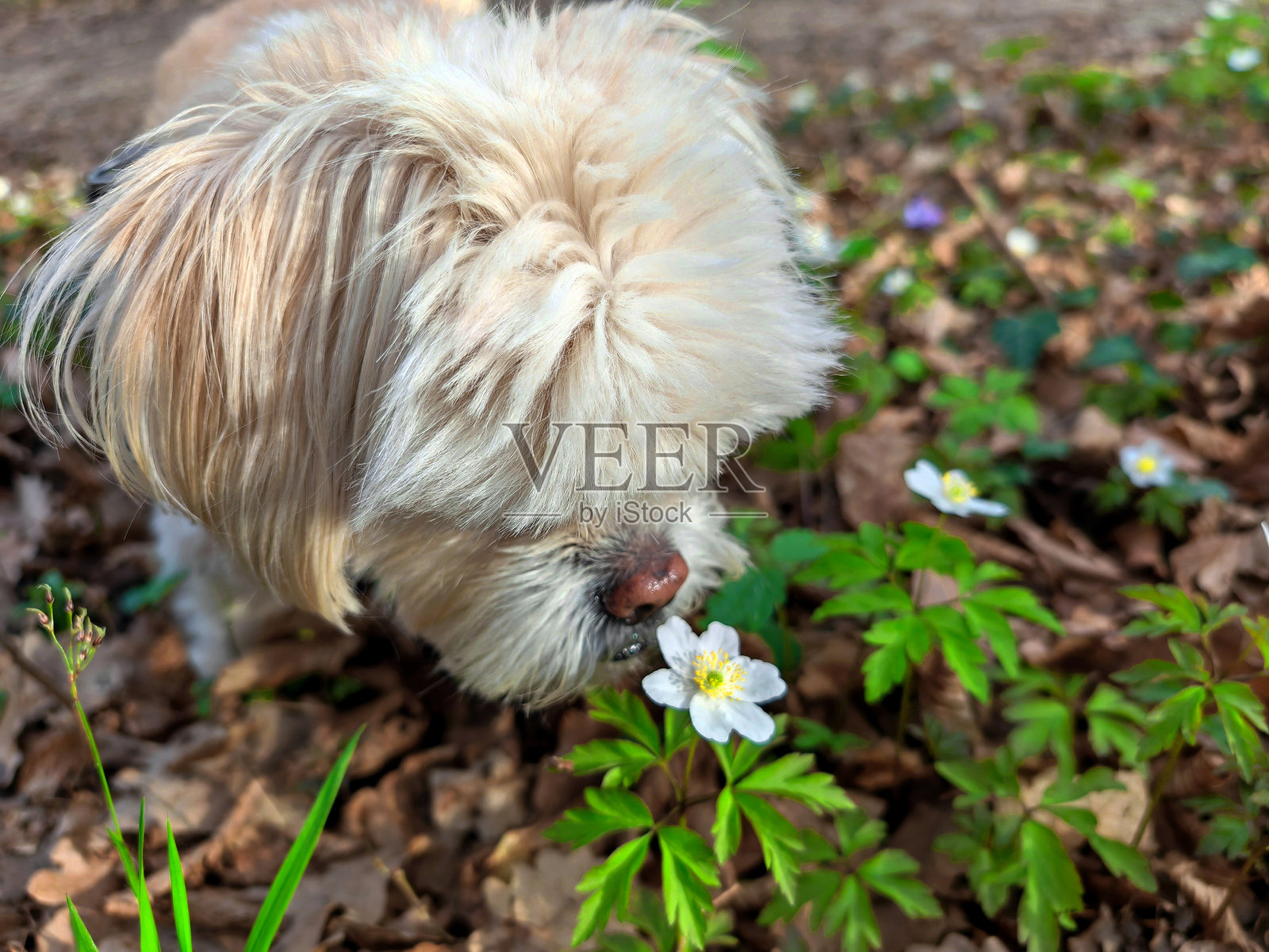 狗在春天的森林中阳光明媚的户外散步时，嗅着绿叶间的小白花。照片摄影图片