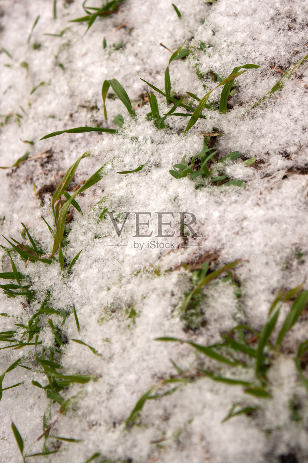 一根覆盖着雪的小树枝的特写镜头照片摄影图片