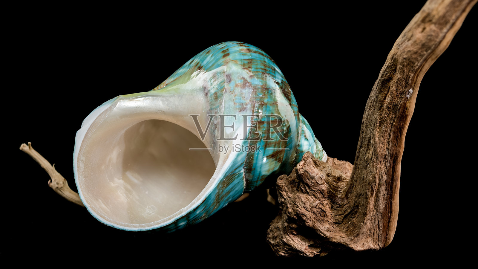 抛光的绿松石鹦鹉螺壳照片摄影图片